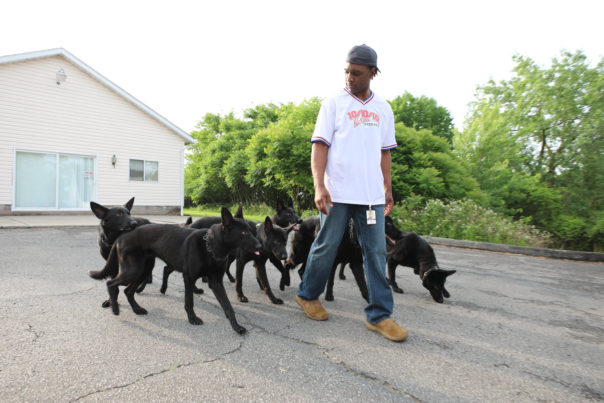Calm, trained dogs relaxing outside the house