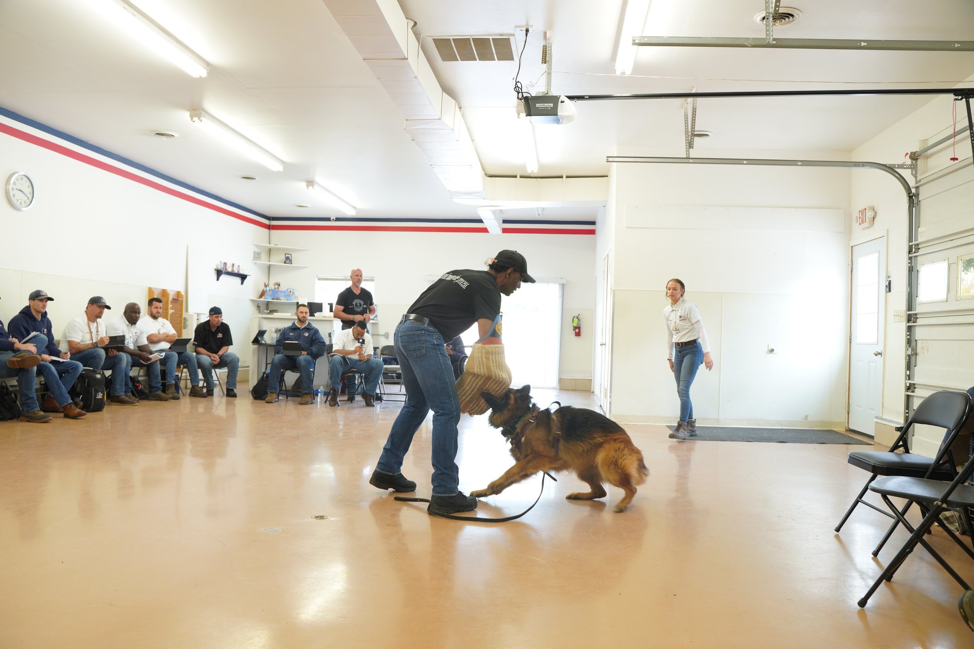 A dog carrying out a trained retrieval task with focus